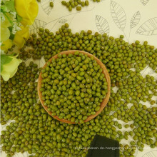 Kleine grüne Mungobohne der neuen Ernte 2016 für Sprösslinge, chinesischer Ursprung